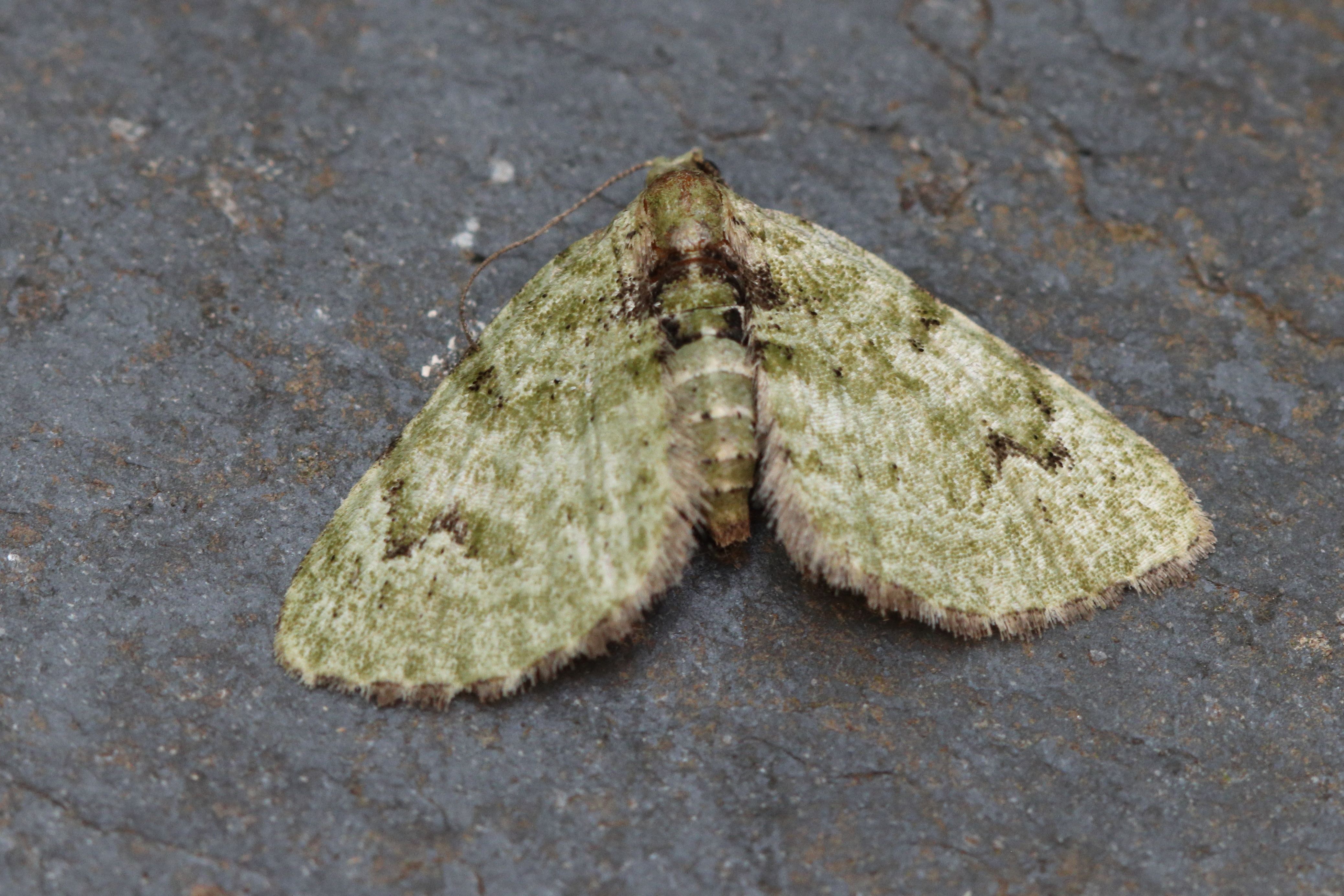 Photo of V-Pug (Chloroclystis v-ata)
